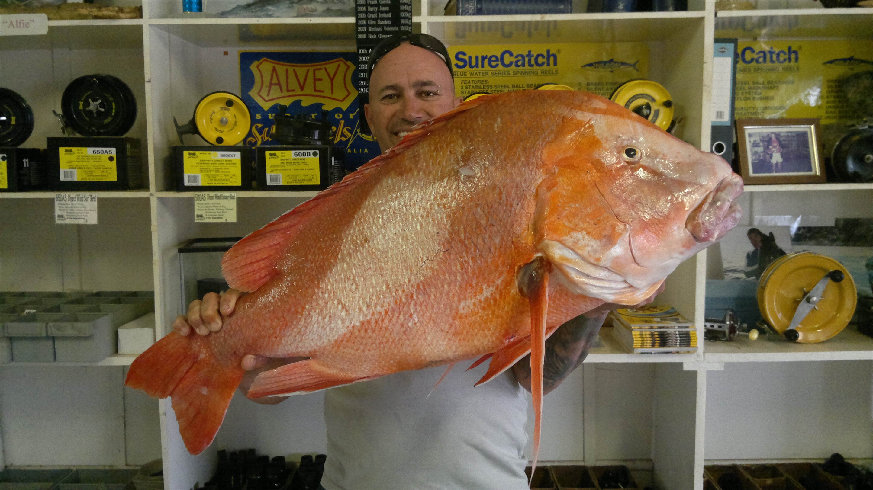 oceancat reds
