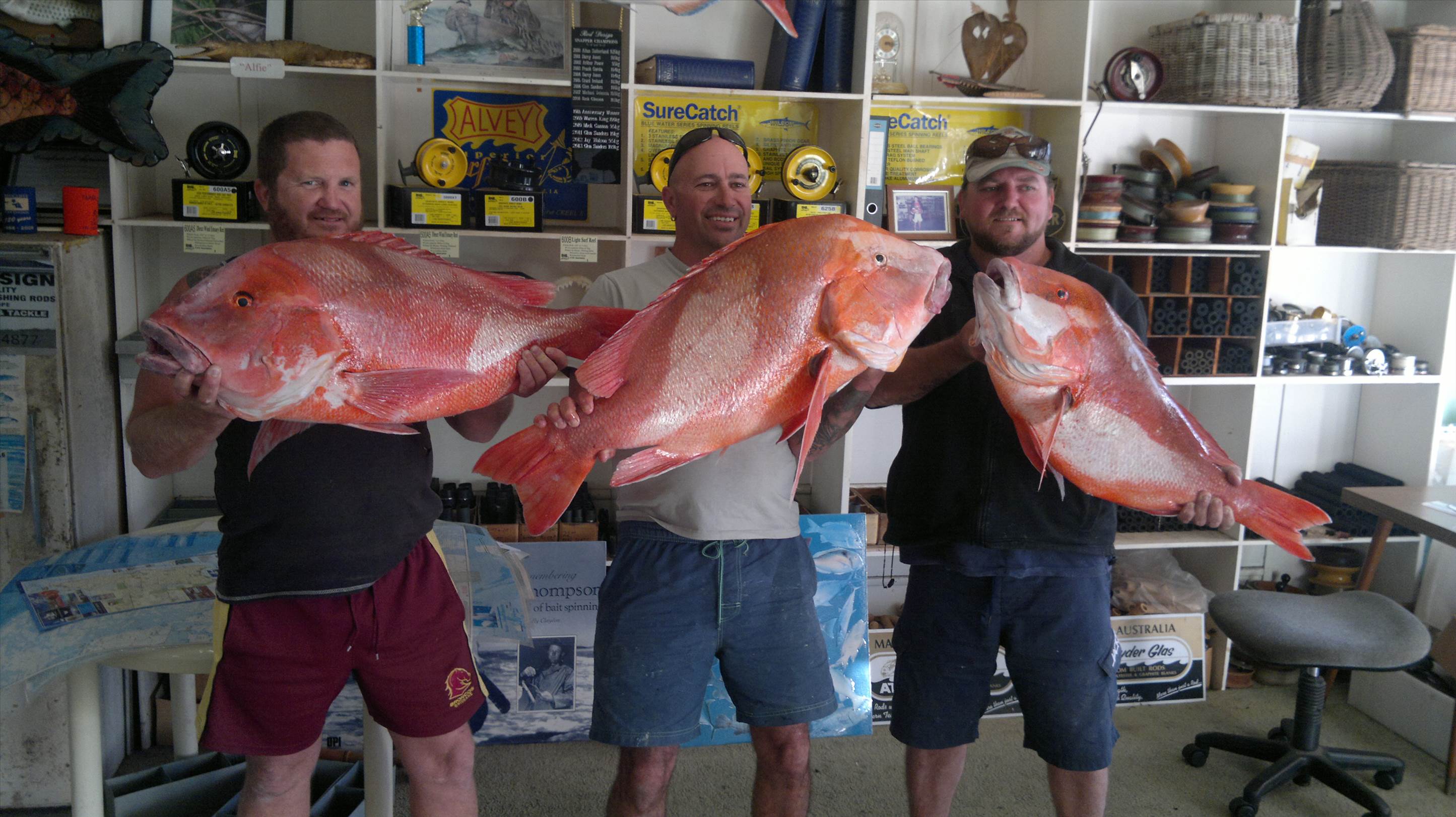 oceancat reds