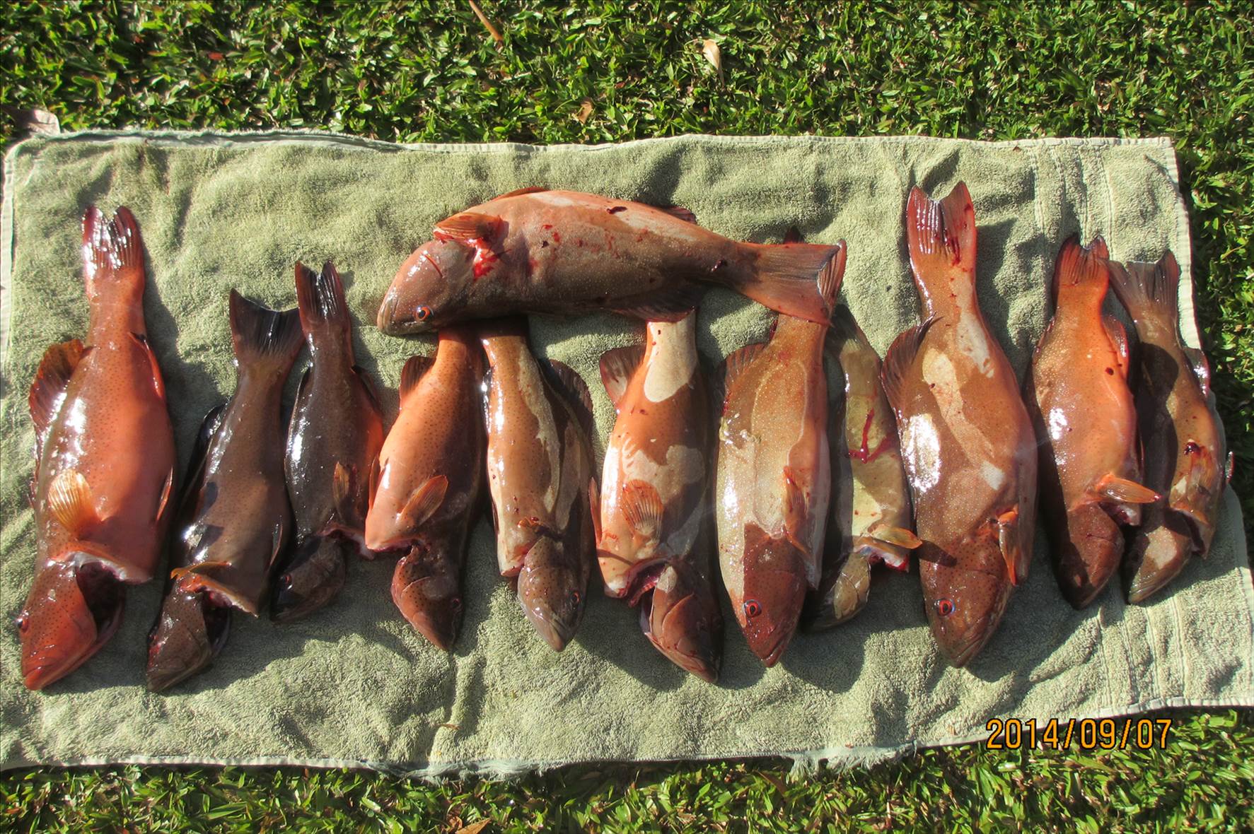 Fathers Day Trout