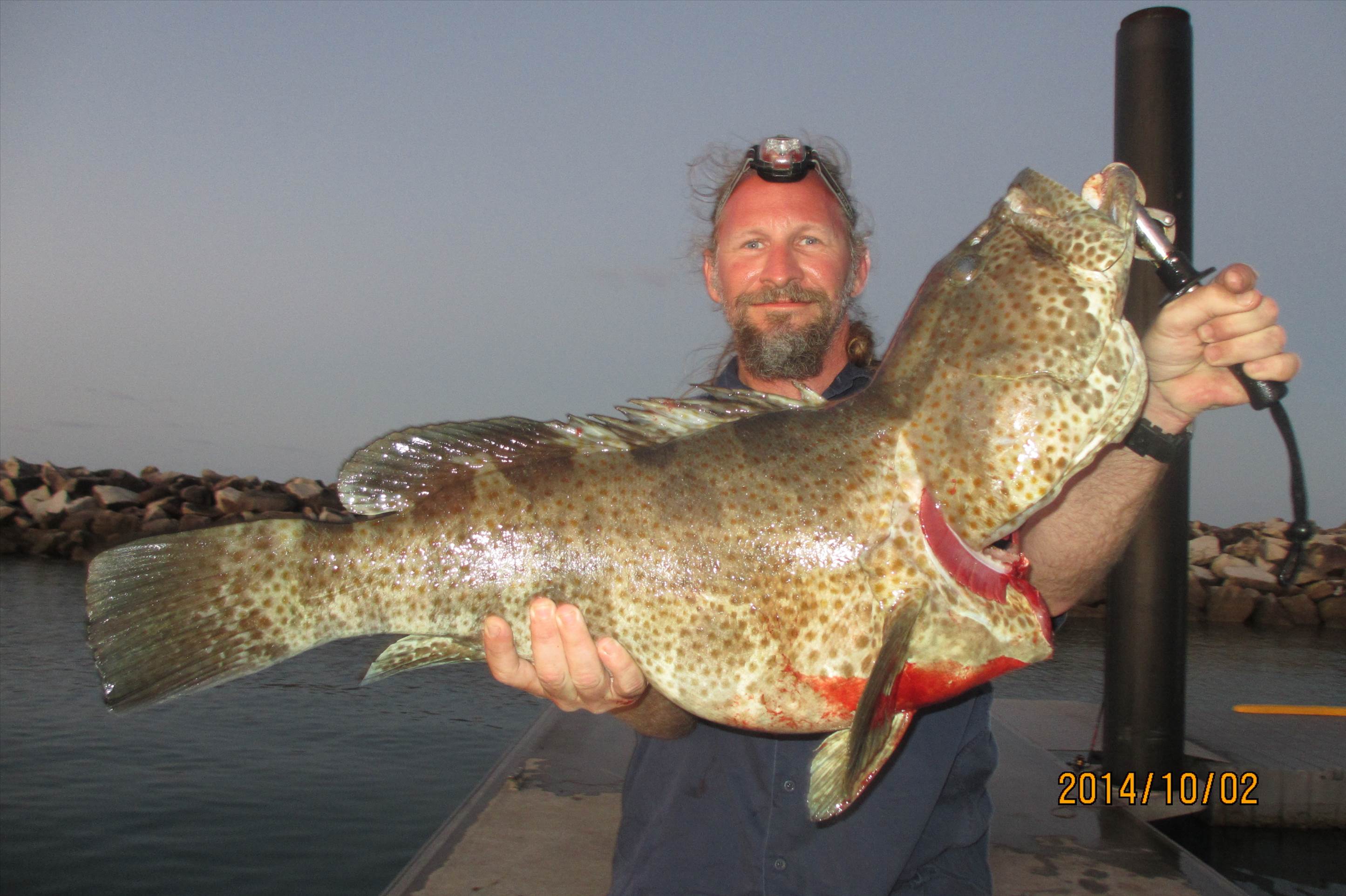 10kg of Gold Spot cod