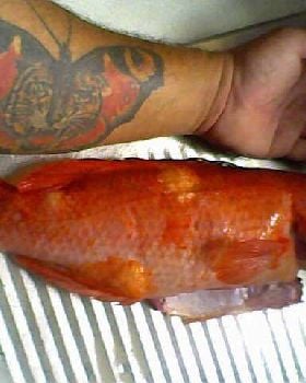 fox fish