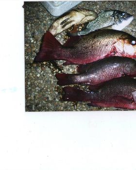 Fishing