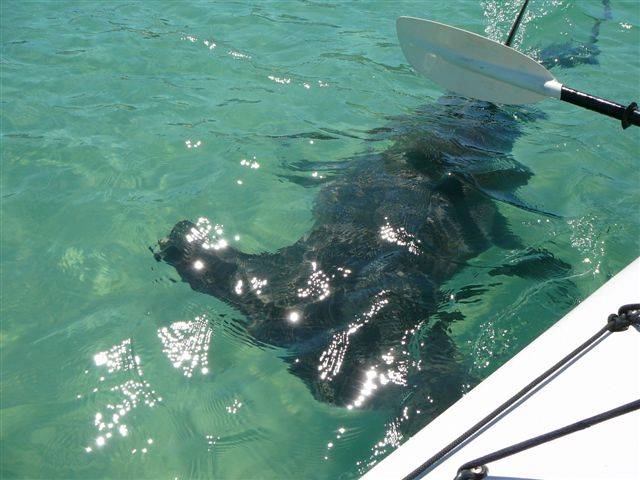 hammerhead off moreton island  moreton banks
