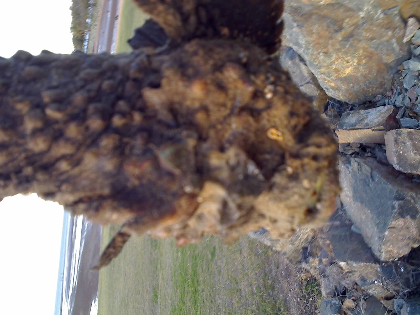 Stone fish at  Scarborough spit, QLD mid winter on sand flat! 