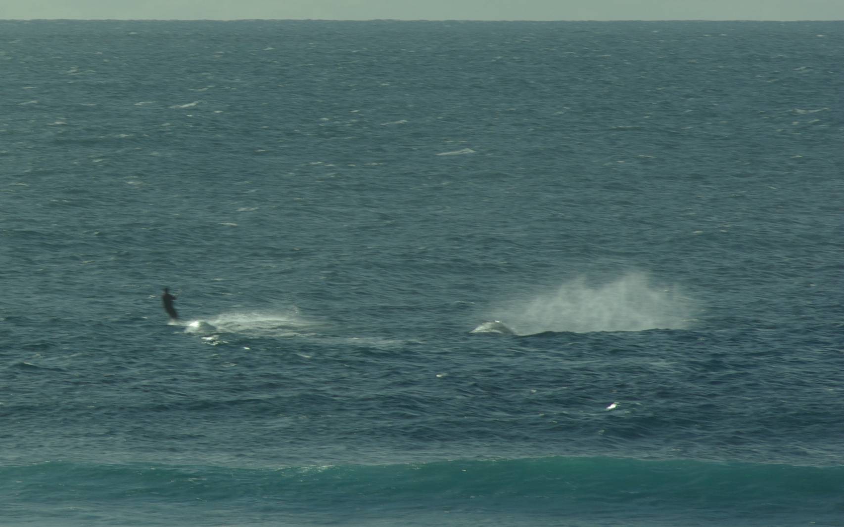Killer whales strike