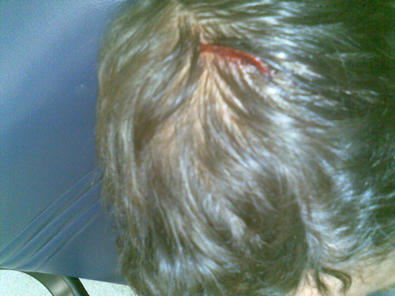 Leash Accident, The entrance