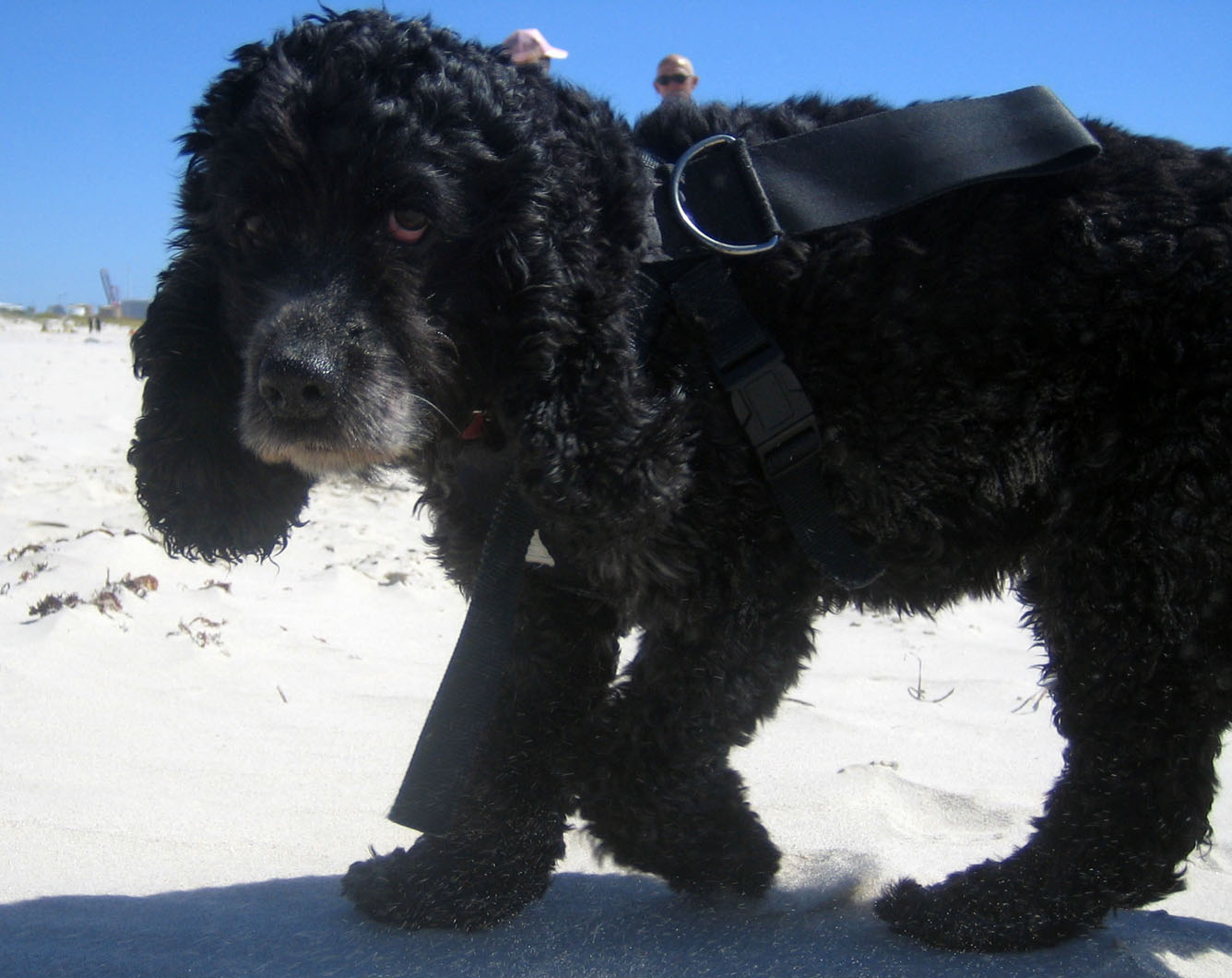 She's got her harness... but no kite