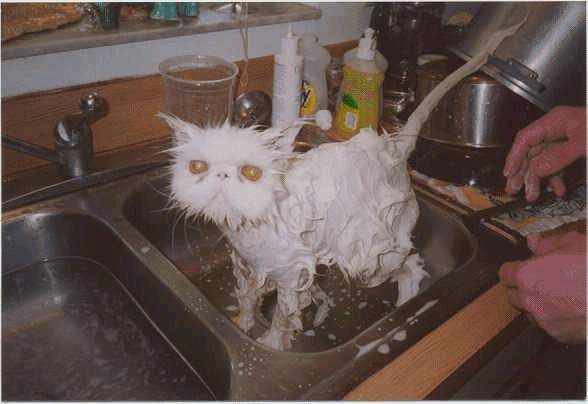a picture of most kitesurfers (pussys)