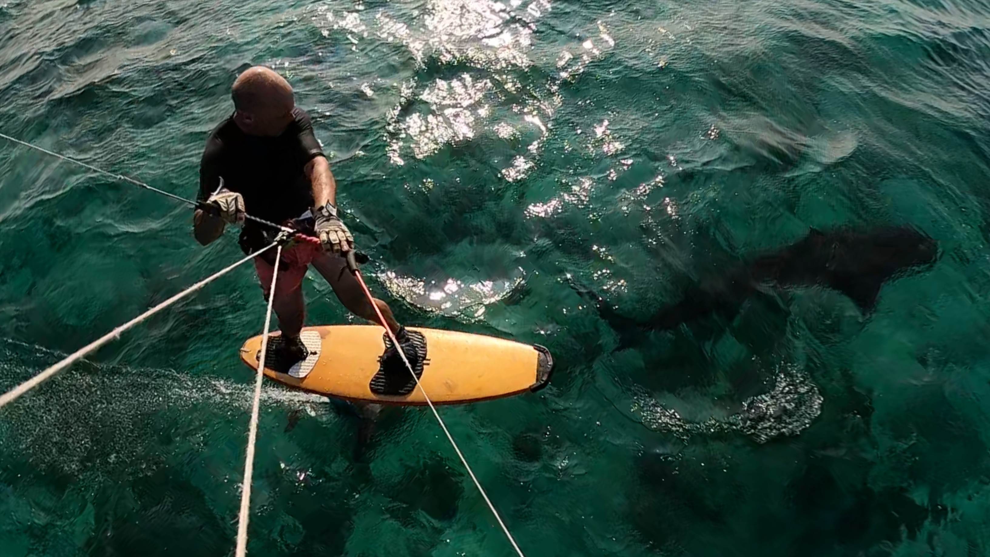 shark-foiling (1)