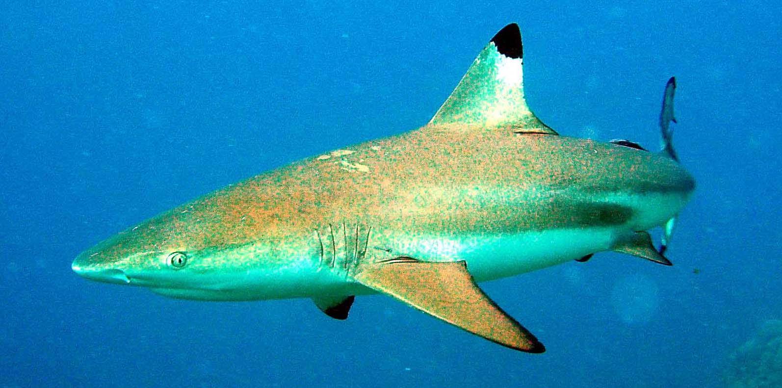 Friendly shark