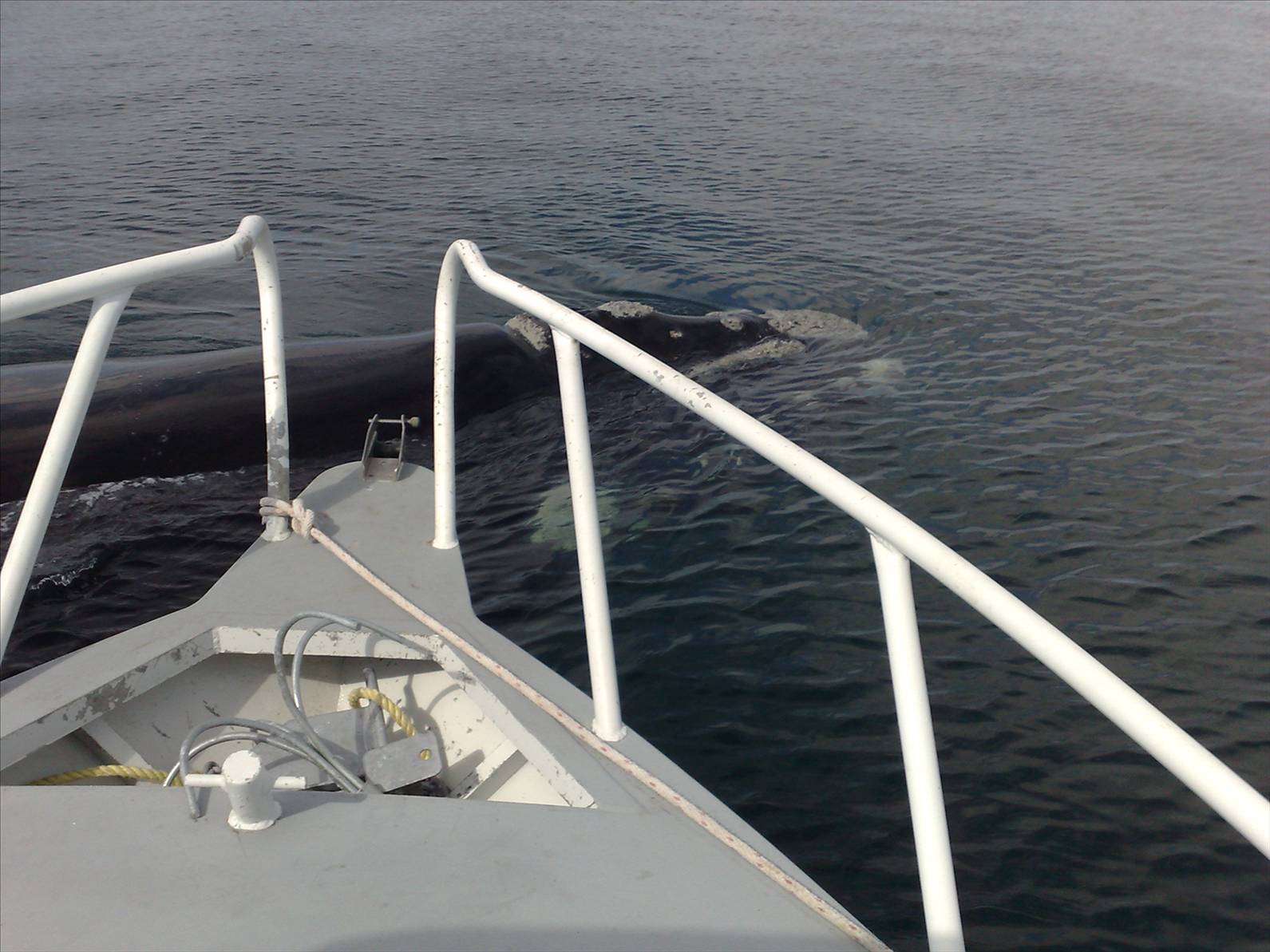 Whale checkin me out