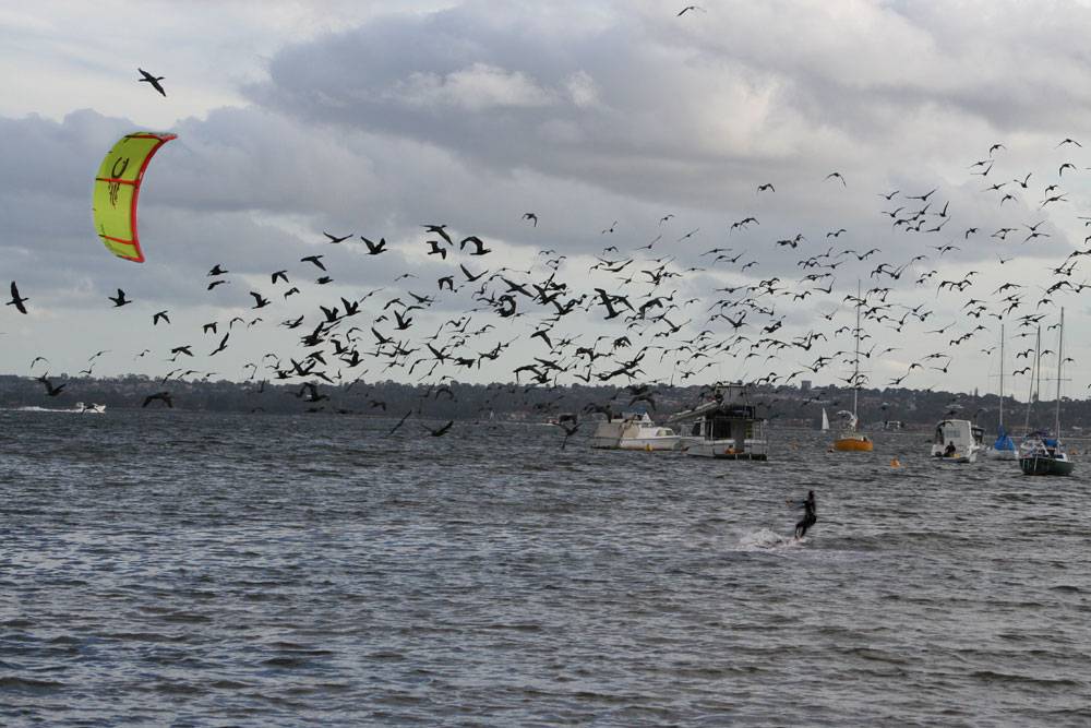 away with the birds (literally)