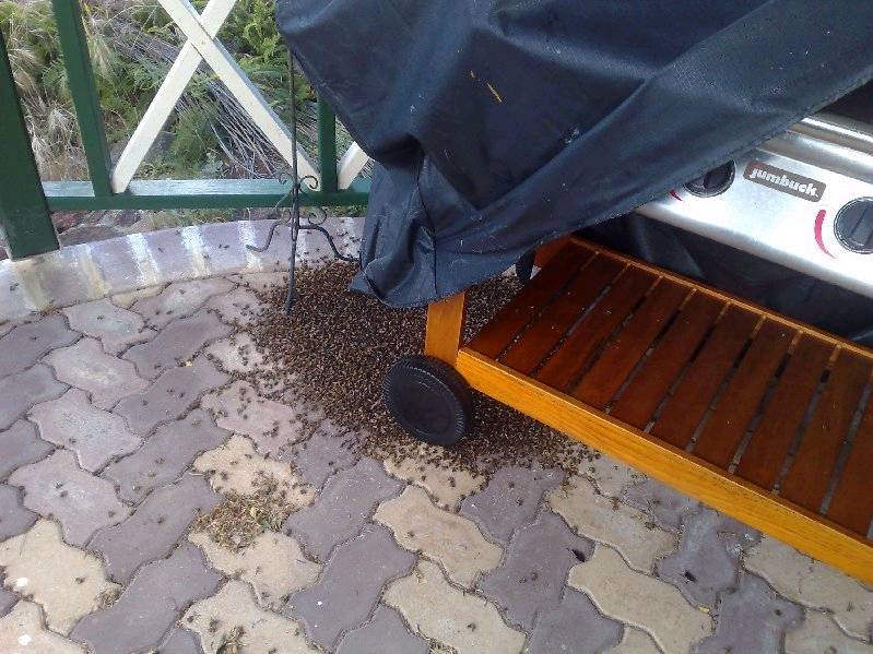 BBQd Bees 