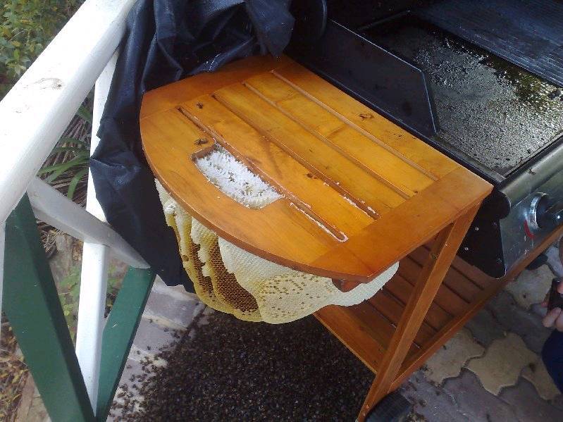 BBQd Bees 