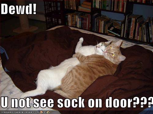 kool 4 cats