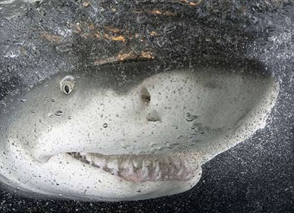 Smiling Shark