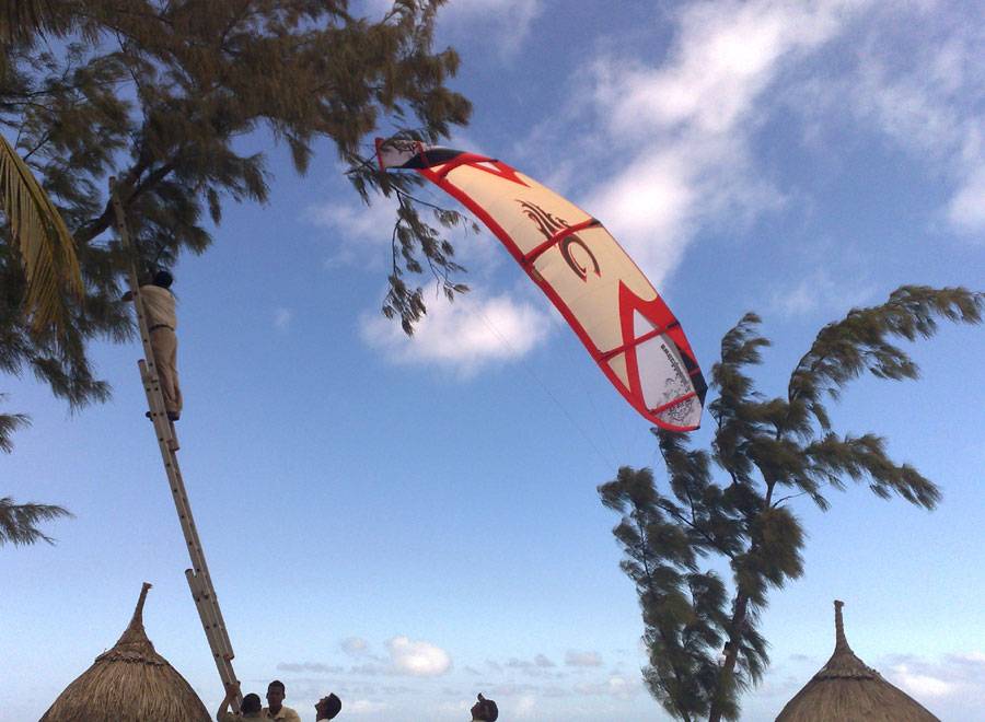 Cabrinah in tree