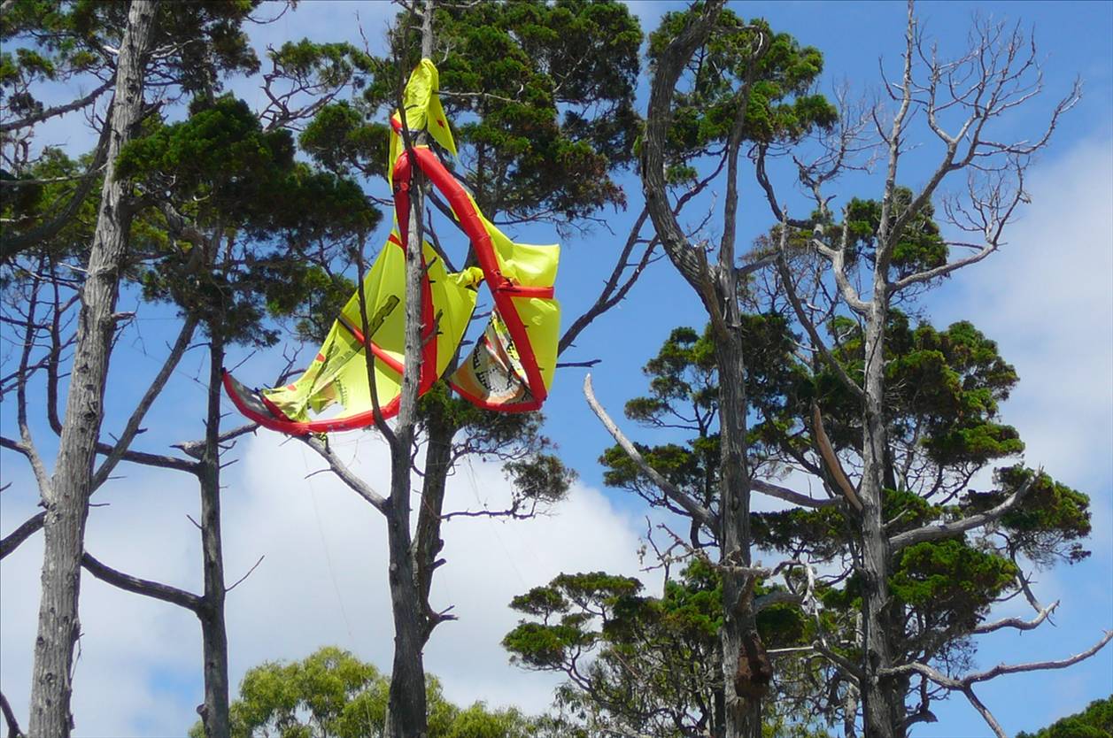 Tree kite1