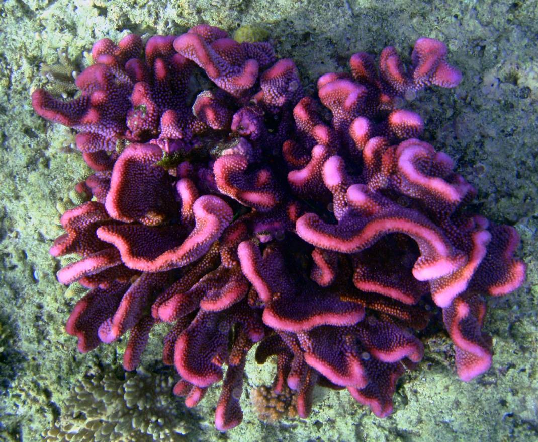 Fiji coral pics