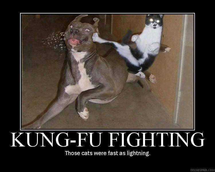 Kung Fu Cat