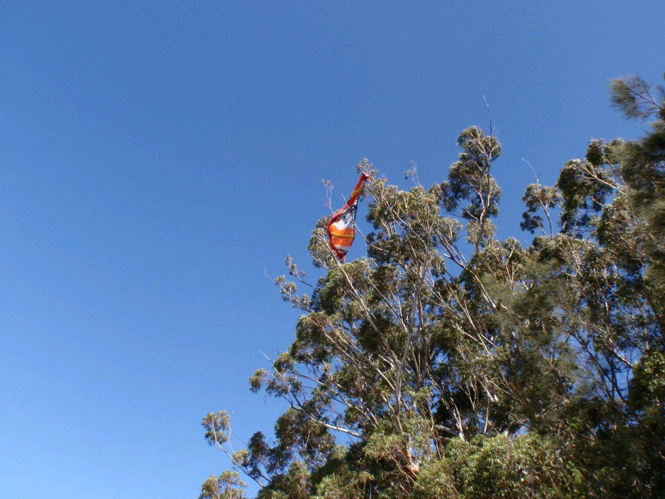 tree kite