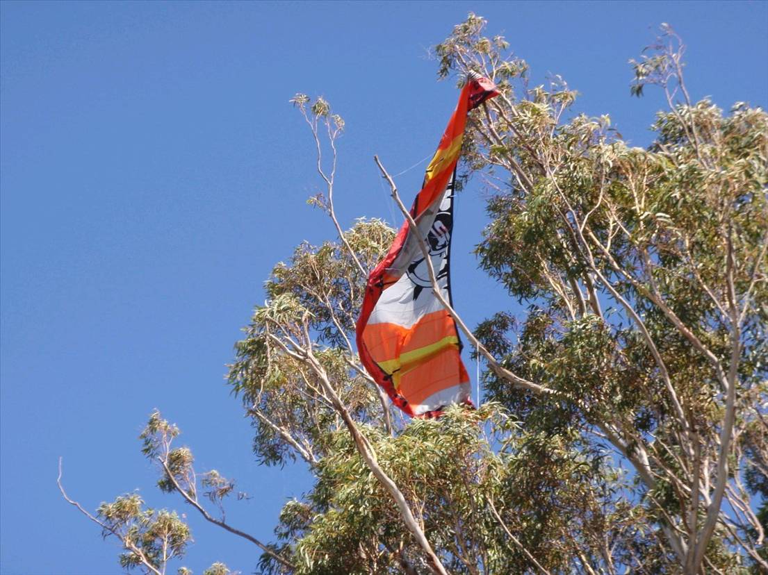 tree kite