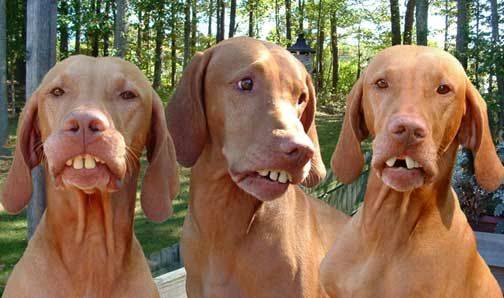 hillbilly-dogs