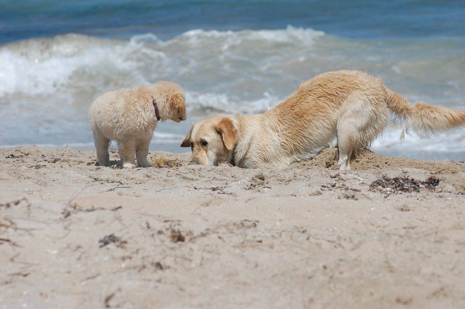 lucky dogz