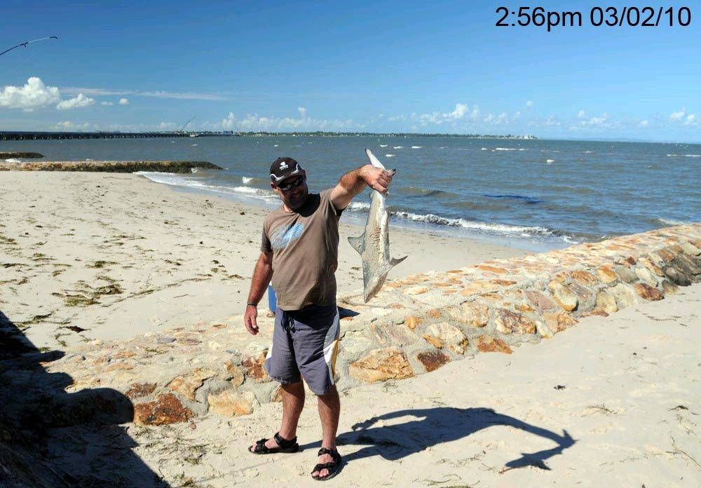 Small Bull Shark