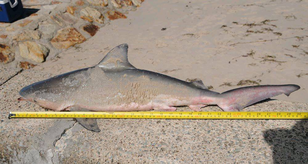 Small Bull Shark