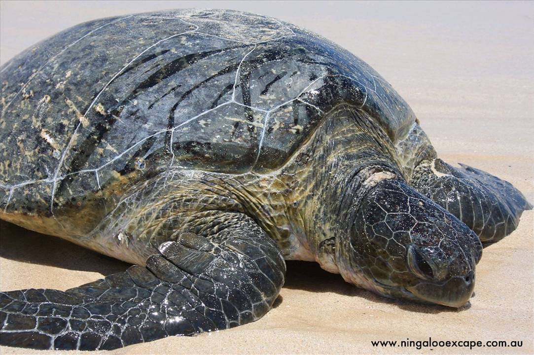 www.ningalooexcape.com.au