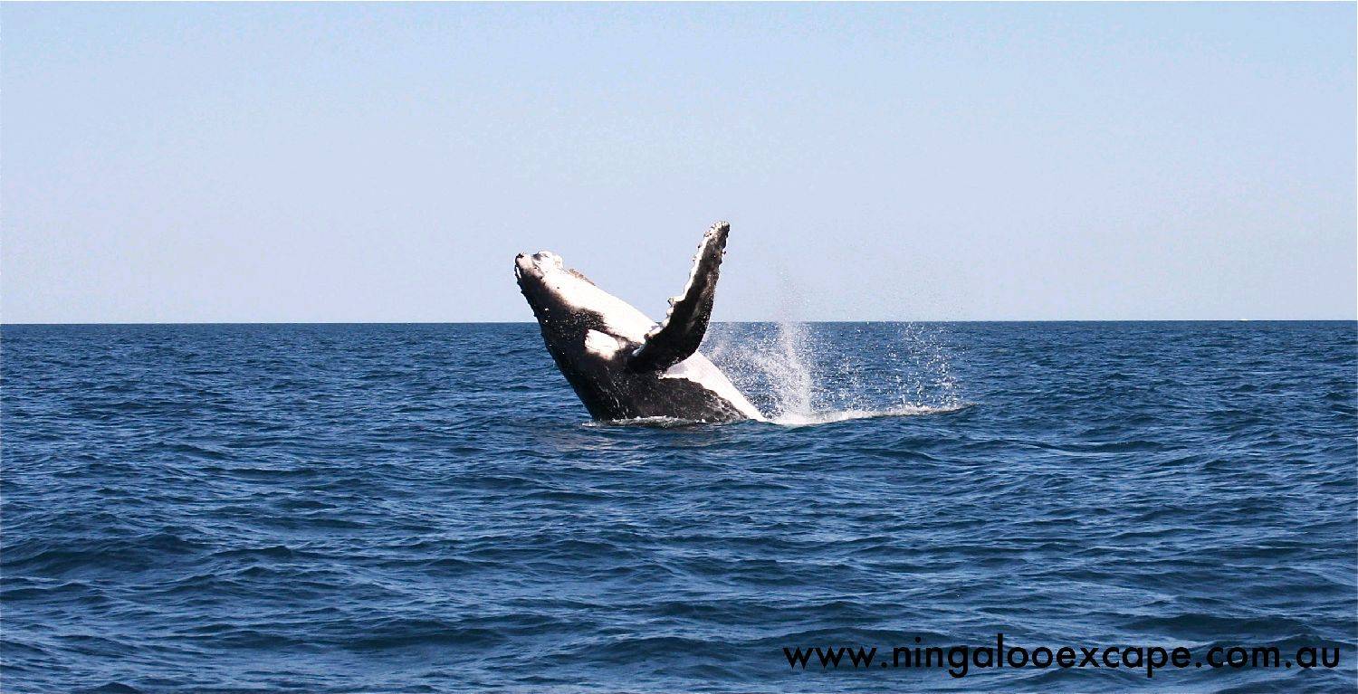 www.ningalooexcape.com.au