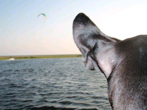 organic wind meter