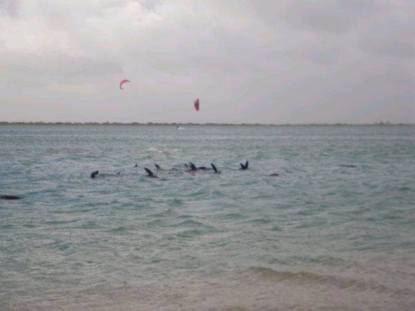 Seals