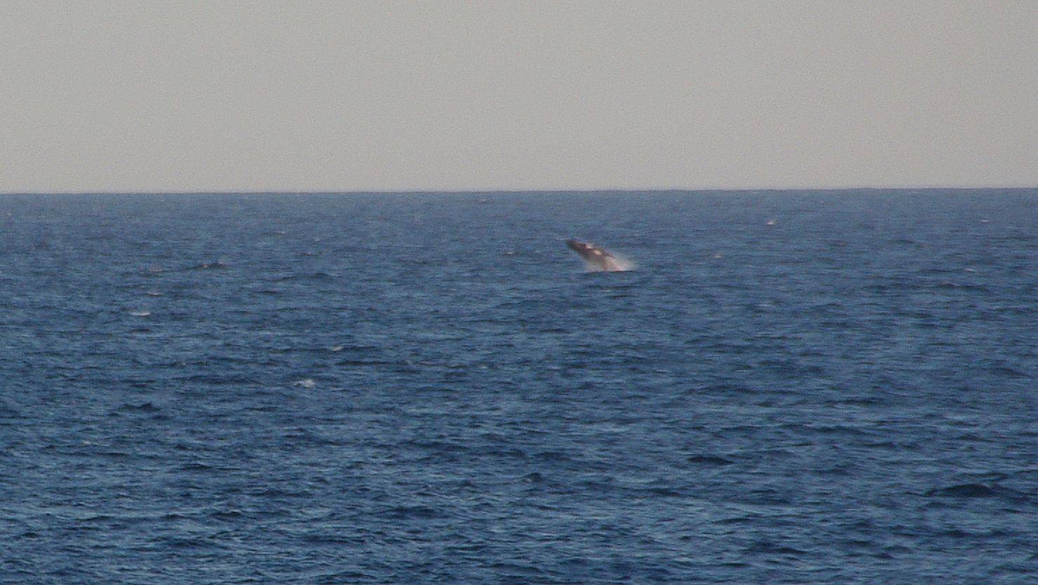 Whale off Dee Why October