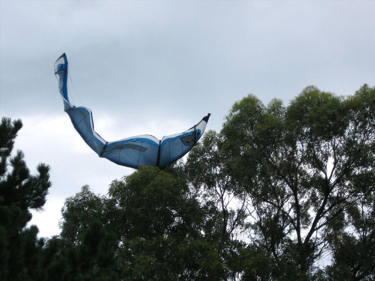 tree / kite