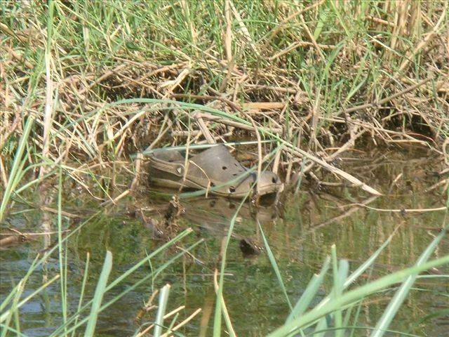 croc[1]
