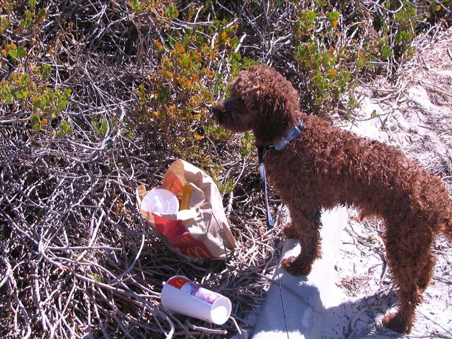 Dog with macca
