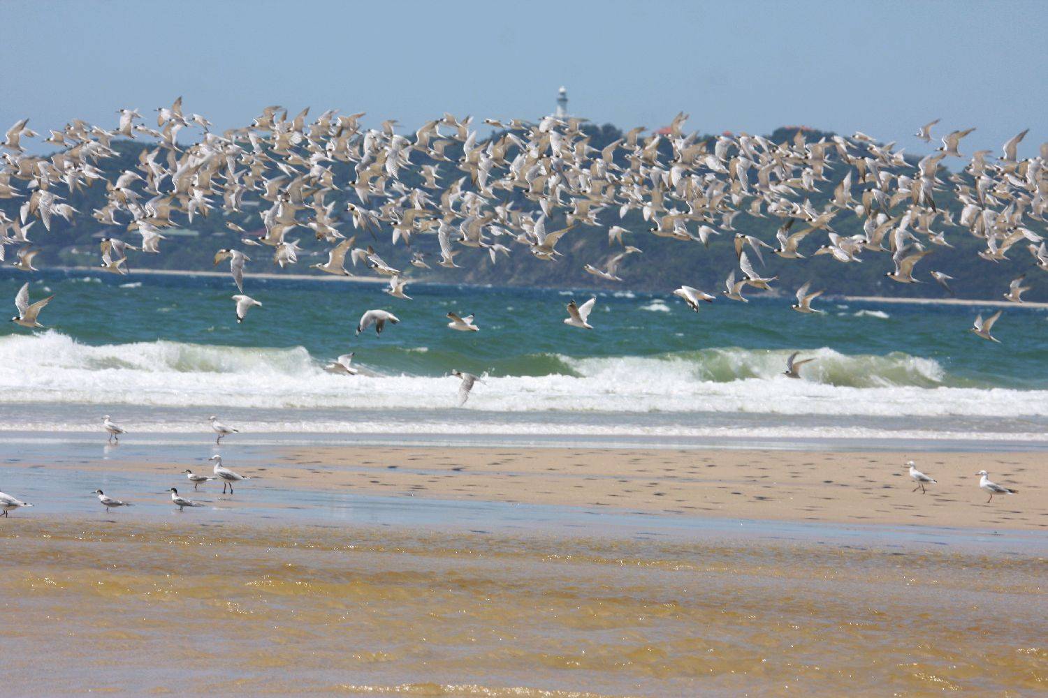 feathered kiters.........