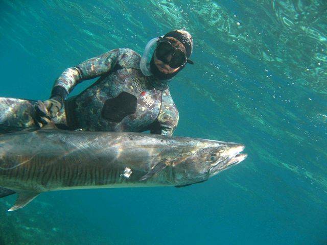 Narrow Barred Spanish Mackeral