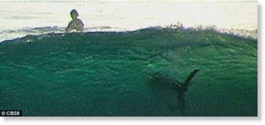 shark