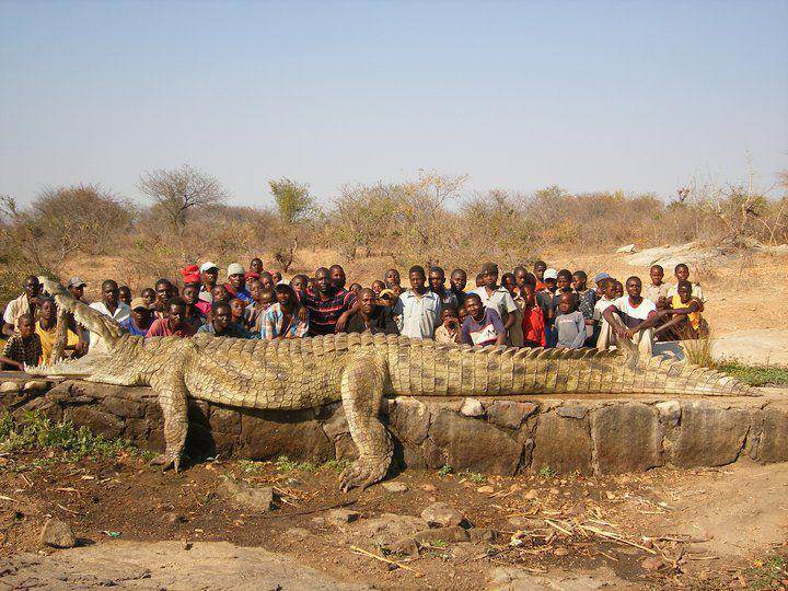 large croc 2