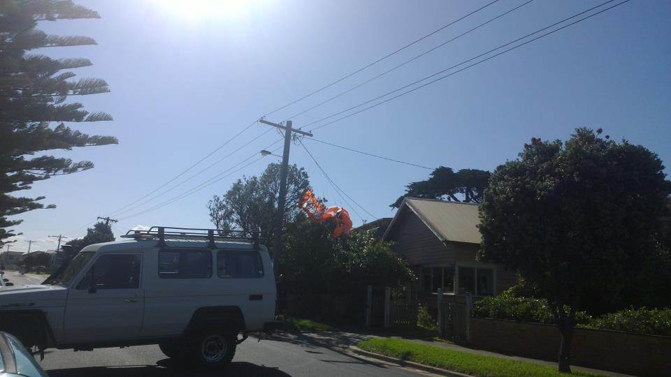 tree kite