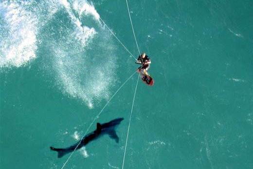 kite-surf-shark[1]