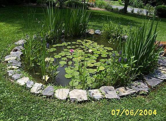 FrogPond