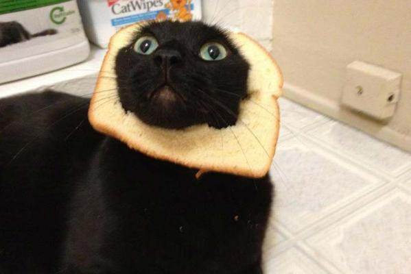 inbread cat