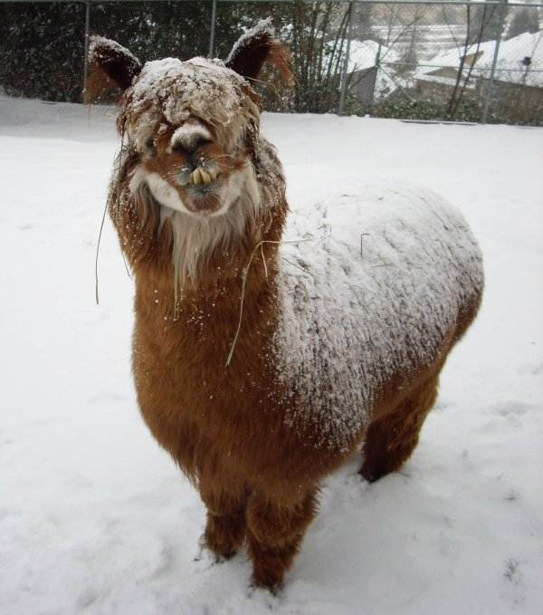 angry-llama