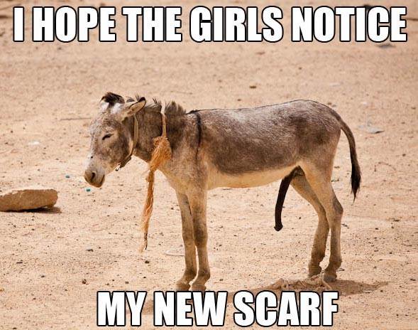 donkey dick