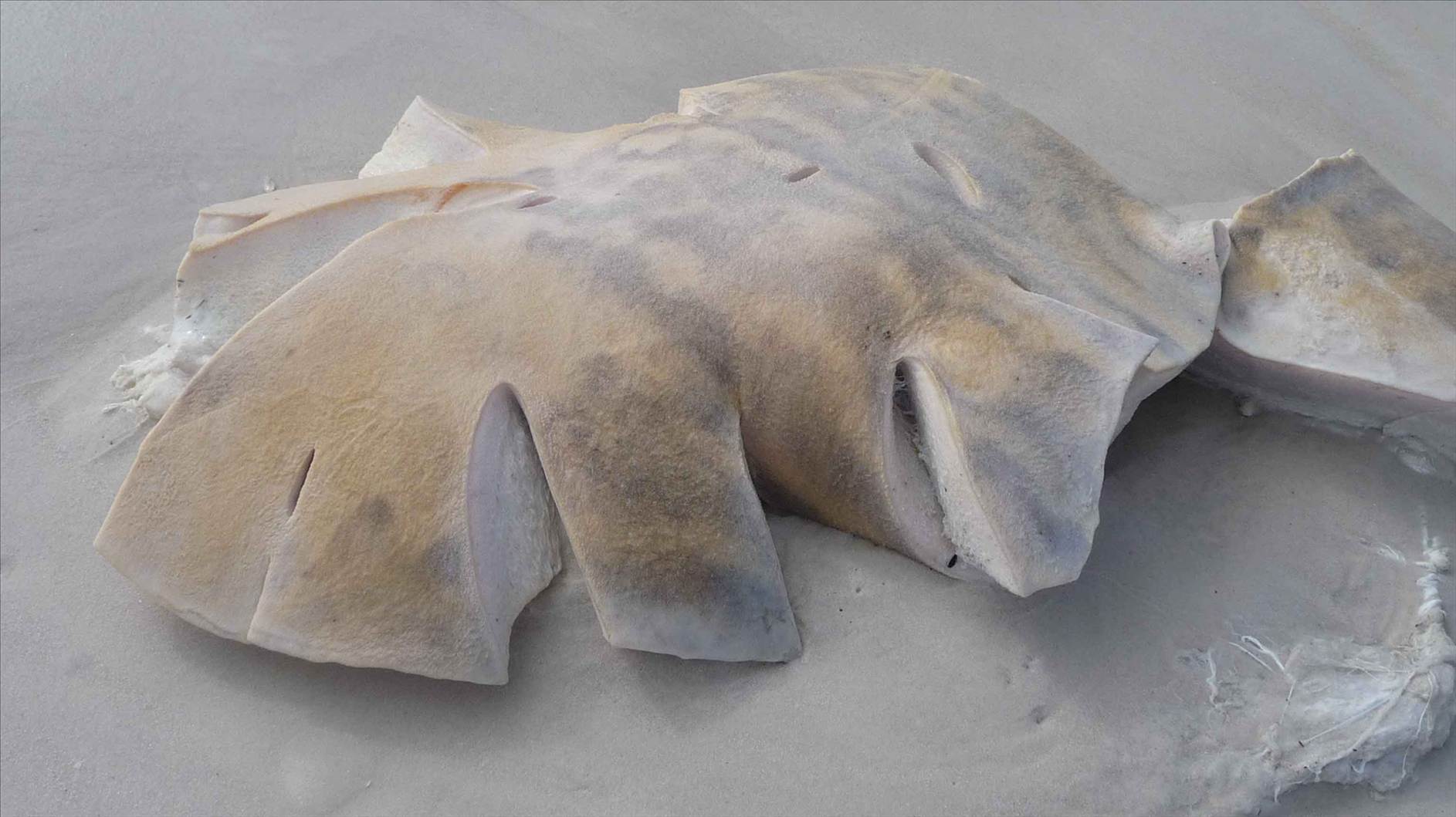 White Pointer bite from a whale