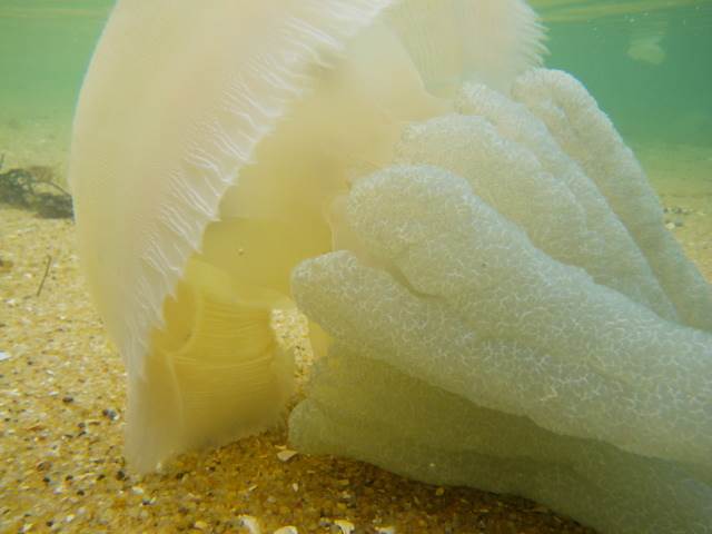 Blue Blubber jellyfish